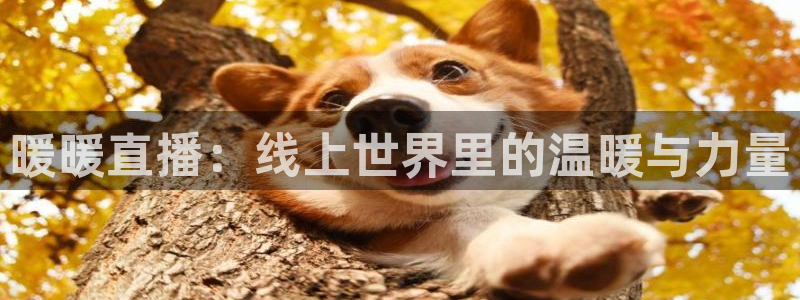 绿茵足球直播免费观看：暖暖直播：线上世界里的温暖与力量