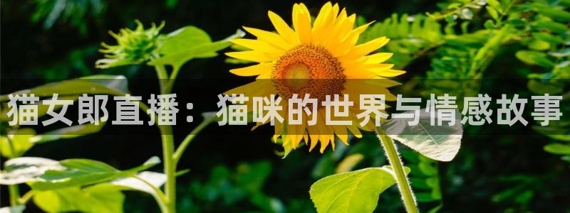 绿茵直播体育app下载：猫女郎直播：猫咪的世界与情感故事